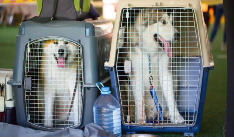 Pet Relocation in Madurai
